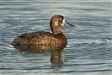 Greater Scaup